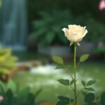 Een rustige tuin met een witte roos en weelderige groene planten.